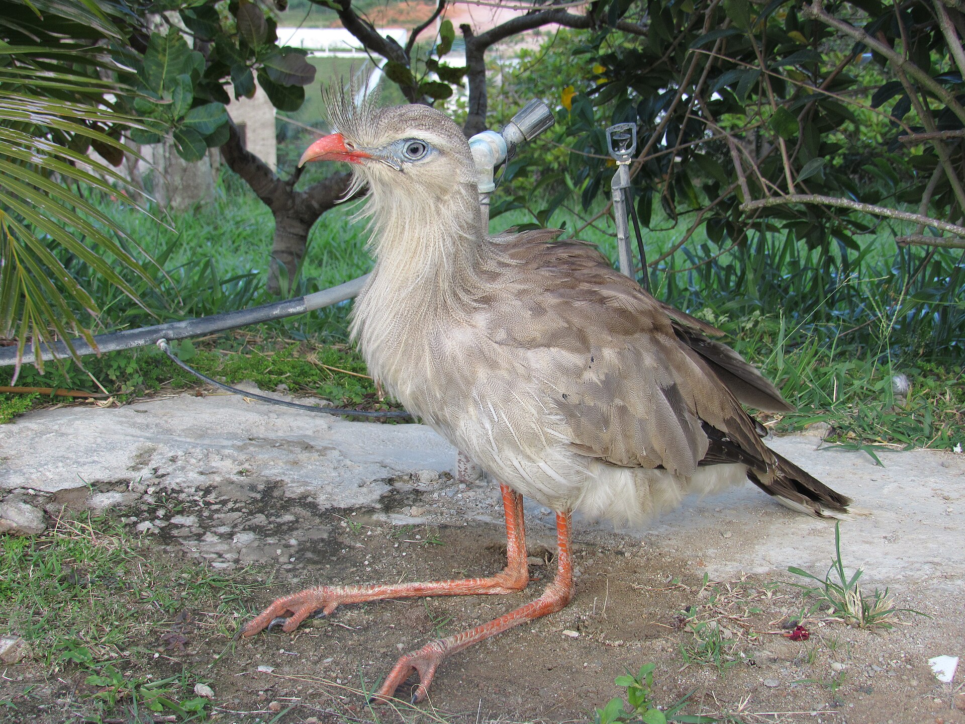 Seriema rudozobá (Cariama cristata) je patrně nejbližším žijícím příbuzným vyhynulých forusrakidů. Tento rychle běhající všežravý pták dorůstá výšky až kolem 90 cm a obývá rozsáhlé oblasti zejména východní části jihoamerického kontinentu. Kredit: Rha
