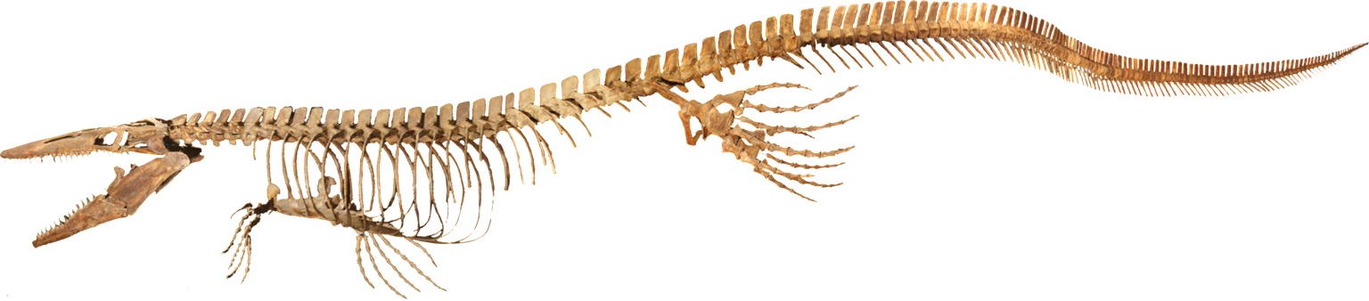Rekonstruovaná kostra exempláře zvaného „Bunker“ (KUVP 5033). Jedná se o zatím největšího známého zástupce druhu Tylosaurus rex a zároveň o jednu z největších známých fosilních koster mosasauridů. Lebka je dlouhá 163 cm a celková délka kostry činí 13