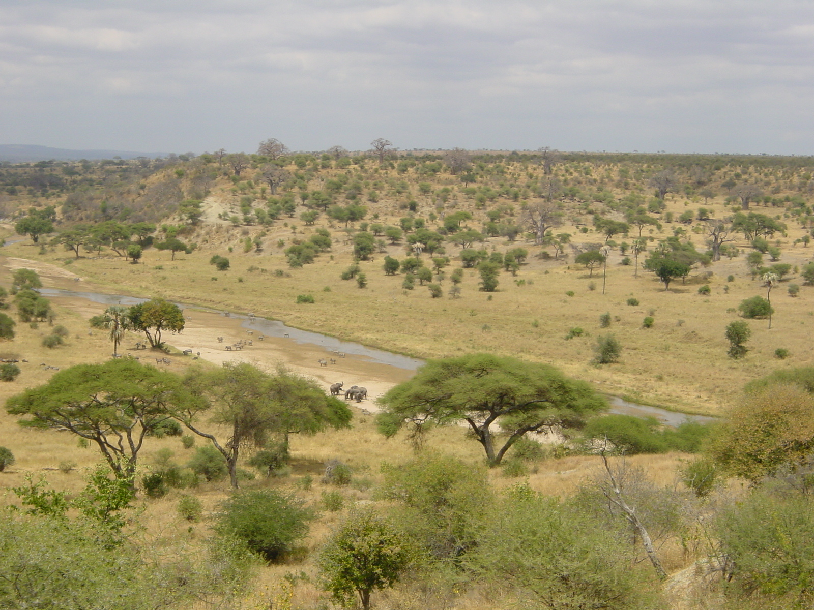 Typická africká savana je smíšeným lesním a travnatým ekosystémem (tzv. travnatý les), který se vyznačuje tím, že stromy jsou dostatečně rozmístěny, takže koruny stromů nejsou zapojené. (Autor: ProfessorX, volné dílo).