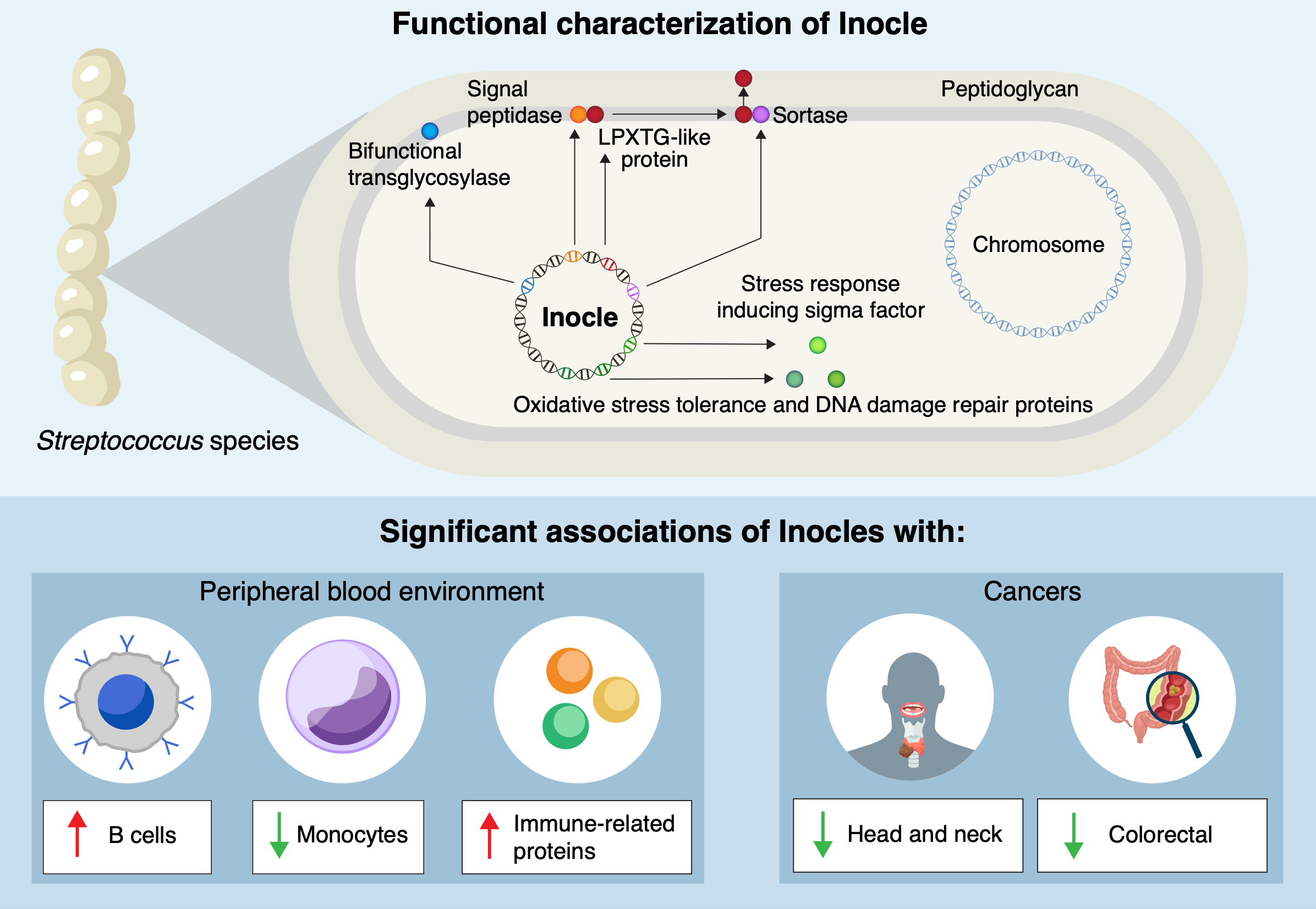 Velkolepý Inokl. Kredit: Kiguchi et al. (2025), Nature Communications, CC-BY-ND.