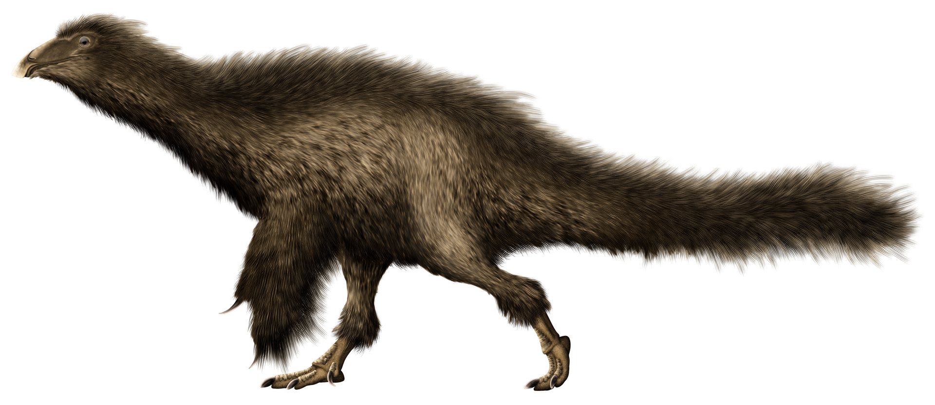 Pernatý pokryv těla byl u dinosaurů podstatně rozšířenějším jevem, než se paleontologové mohli až do nedávné doby domnívat. Jistou formu primitivního proto-peří měli dokonce i někteří ptakopánví dinosauři. Zde raně křídový čínský therizinosauroidní t