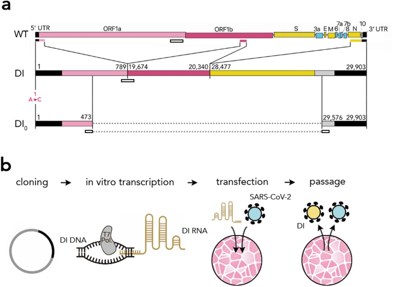 Kompletní virus (WT) a defektní genomy (DI0 a DI1). Kredit: Yao et al. 2021.