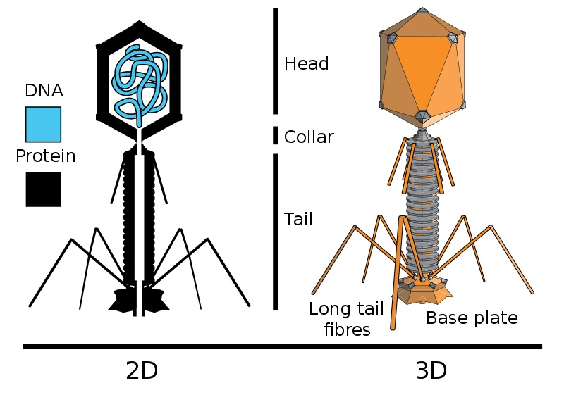 Fágy jsou pro bakterie více než důstojnými protivníky. Kredit: Adenosine / Wikimedia Commons.