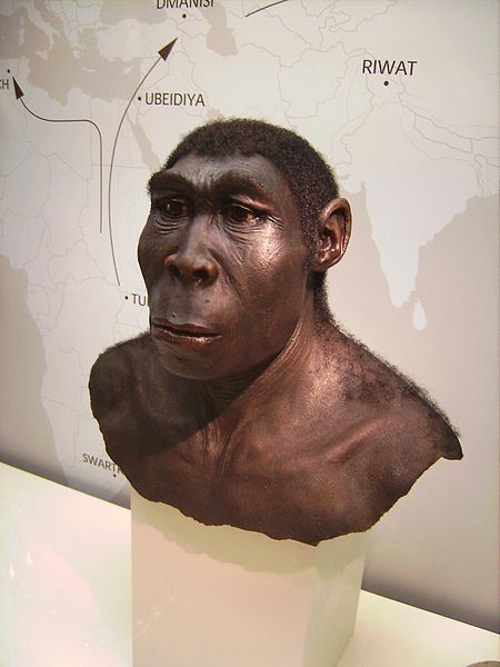 Homo erectus. Kredit: Lillyundfreya / Wikimedia Commons.