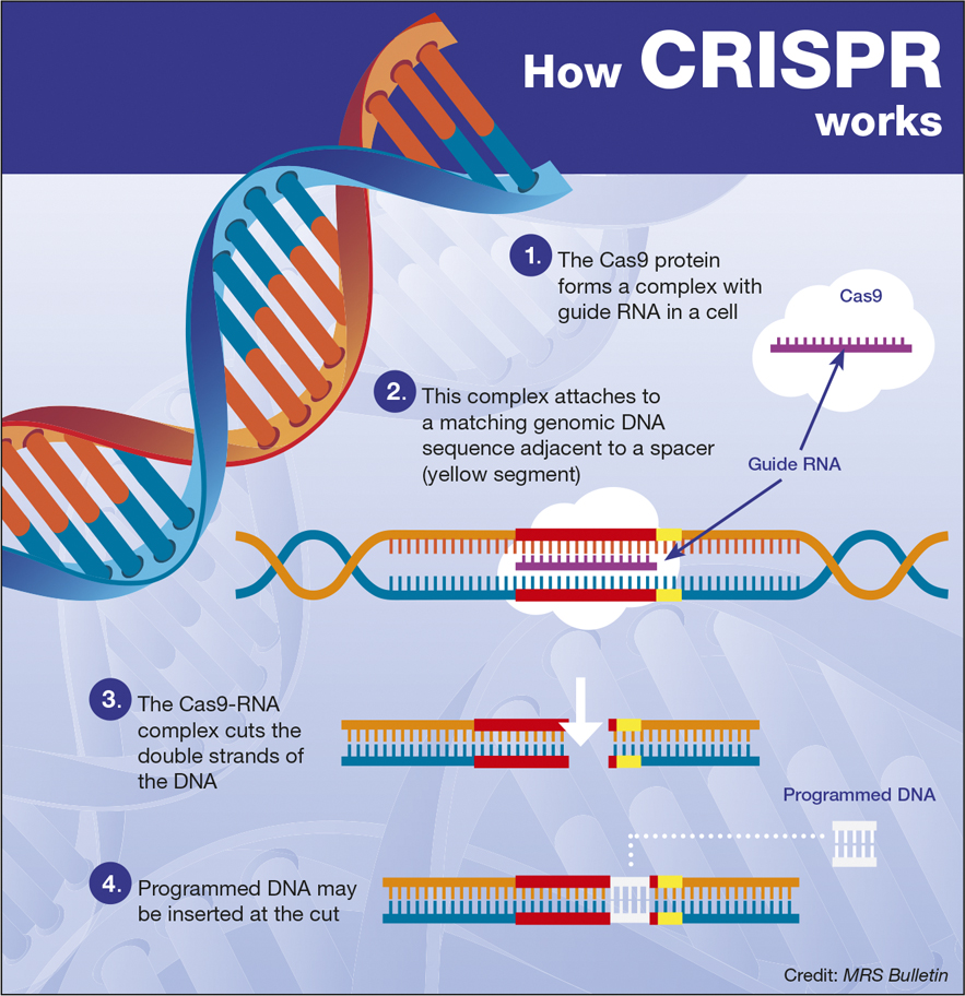 CRISPR. Kredit: MRS Bulletin.