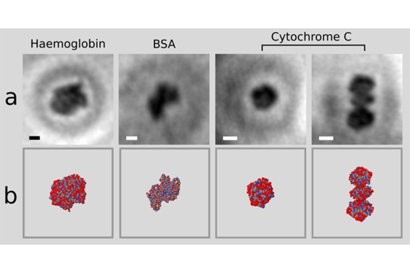 NahoĹ™e prvnĂ­ snĂ­mky molekul proteinĹŻ, dole jejich modely podle rentgenovĂ© krystalografie. Kredit: Jean-Nicolas Longchamp / University of Zurich.