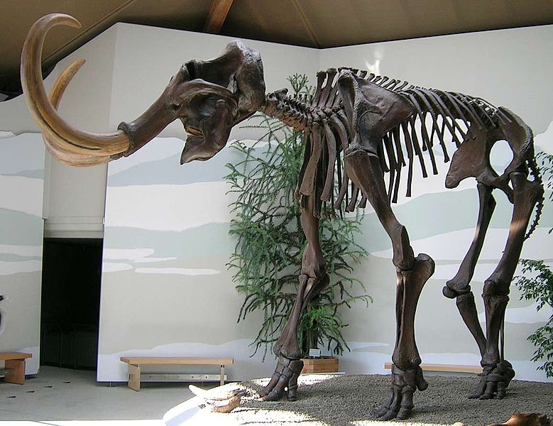 Mamut. Stanou se zÂ koster ĹľivĂˇ zvĂ­Ĺ™ata? Kredit: Lou.gruber / Wikimedia Commons.