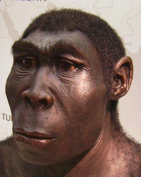 O délce existence druhu Homo erectus si zatím můžeme jen nechat zdát. Kredit: Lillyundfreya / Wikimedia Commons.