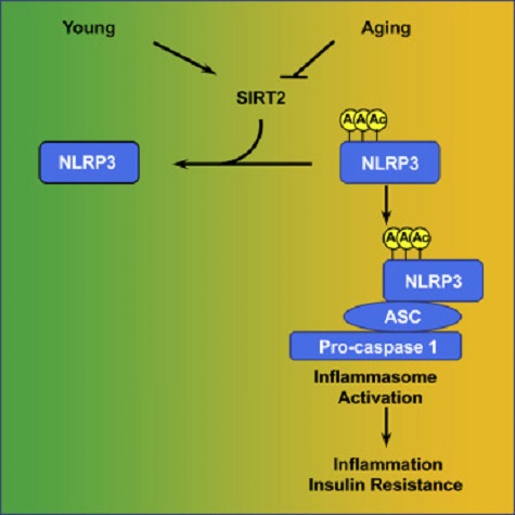 SIRT2 jako vypínač zánětu. Kredit: He et al. (2020), Cell Metabolism.
