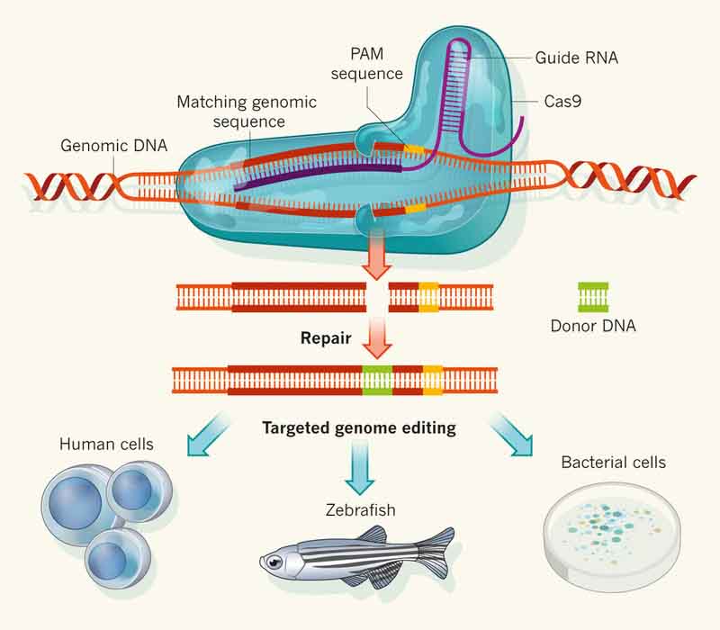 CRISPR/Cas9 v akci. Kredit: OriGene