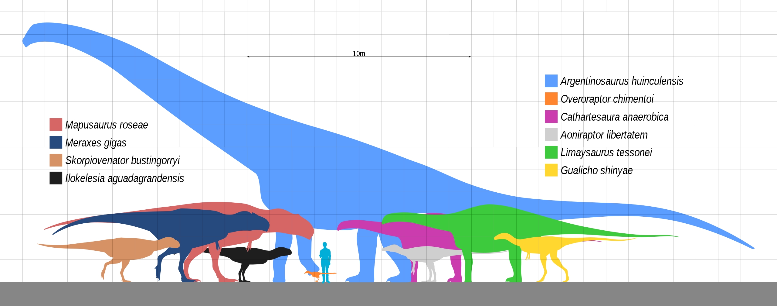 Meraxes (silueta vyvedená tmavě modrou barvou) je po příbuzném druhu Mapusaurus roseae (červeně) největším známým teropodem v ekosystémech geologického souvrství Huincul. Oba velcí teropodi jsou ale zcela zastíněni gigantickou siluetou sauropoda arge