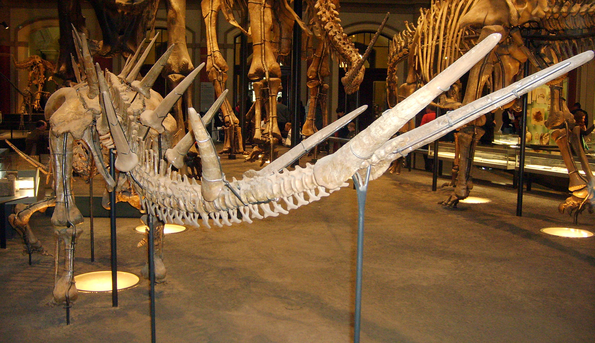 Kostra východoafrického stegosaurida druhu Kentrosaurus aethiopicus v berlínském Museum für Naturkunde. Z tohoto pohledu jsou velmi dobře patrné dlouhé a relativně tenké ocasní hroty dinosaura, které zřejmě představovaly velmi nebezpečnou obrannou zb