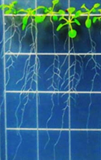 Pokusné roubované rostliny Arabidopsisi s prýtem na světlo necitlivým a kořenovou částí na světlo citlivou. Architektura kořenů u nich vypadá víceméně shodně s kontrolní skupinu s nepozměněnou citlivostí. Kredit: Hyo-Jun Lee, SNU.