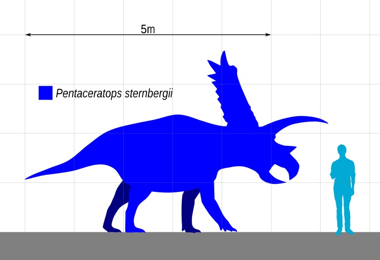 Pentaceratops byl velkým ceratopsidem, dosahujícím délky dodávky a hmotnosti nosorožce. Celková délka lebky u zatím největšího známého exempláře činí 2,3 metru. Kredit: Slate Weasel; Wikipedia (volné dílo)