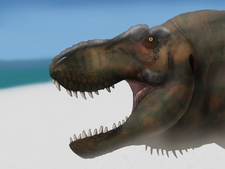 Rekonstrukce přibližného vzezření hlavy tyranosaurida druhu Tyrannosaurus mcraeensis. Samotná lebka typového exempláře mohla být dlouhá kolem 1,5 metru, celková délka těla se pak blížila 12 metrům. Z hlediska tělesných rozměrů se tedy zástupci tohoto