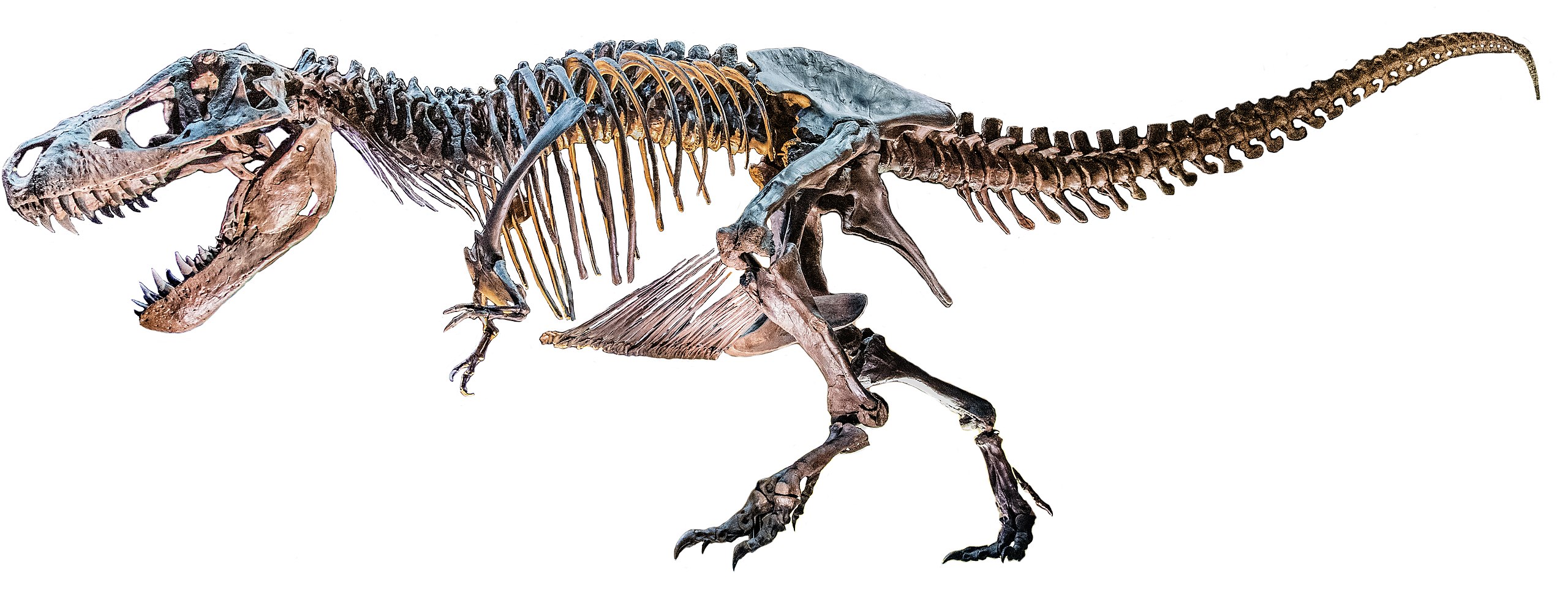 V roce 1905, kdy byl Tyrannosaurus rex formálně popsán, už bylo známo nejméně šest nebo sedm fosilií, patřících různým exemplářům tohoto obřího dravého dinosaura. Trvalo ale ještě celé století, než byly vyjasněny některé základní hádanky, pojící se k