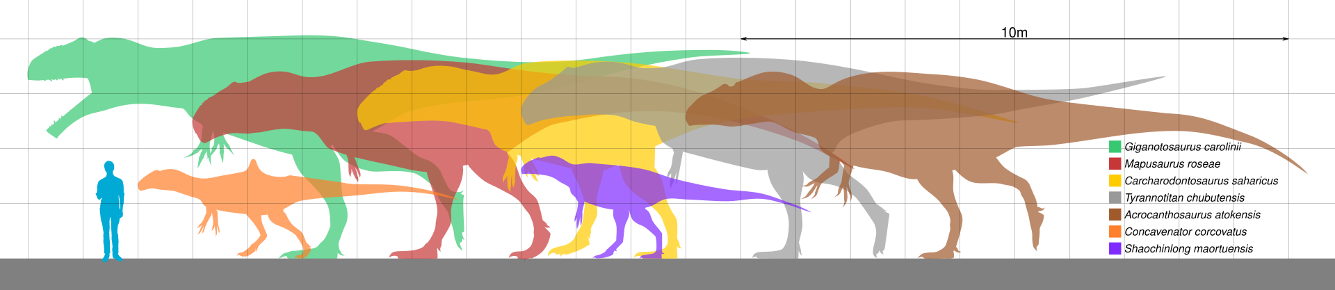 Grafické porovnání velikosti člověka a sedmi různých druhů karcharodontosauridních teropodů. Acrocanthosaurus atokensis (světle hnědá silueta) ani se svými obřími rozměry nepatřil k těm úplně největším. Kredit: Slate Weasel; Wikipedia (volné dílo).