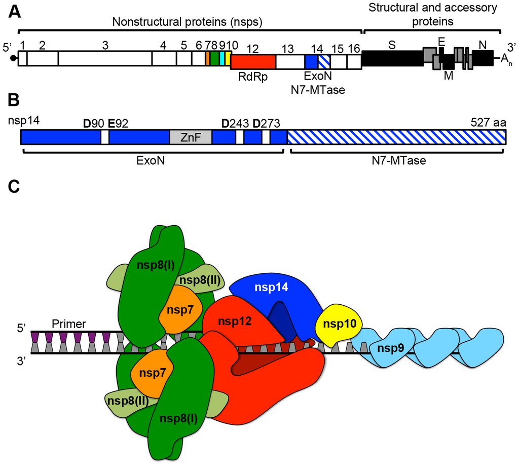 Replikační-transkripční komplex koronavirů je složený ze 16 nestrukturních proteinů. Kredit: Everett Clinton Smith, Mark R. Denison, Plos Pathogens, CC BY-SA 3.0.