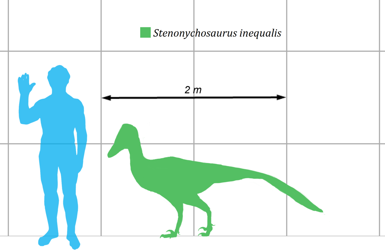 Průměrně velicí jedinci druhu Stenonychosaurus inequalis dosahovali délky kolem 2,5 metru a hmotnosti zhruba do 50 kilogramů. Existovali však také větší jedinci, kteří dorůstali podobné velikosti, jako například až 3,5 metru dlouhý dromeosaurid Deino