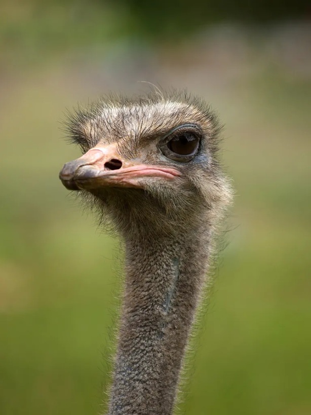 Při výzkumu dinosauřích měkkých tkání si vědci pomáhají častým porovnáváním s organickým materiálem dnešních ptáků, zejména pak kura domácího a pštrosa dvouprstého. Ptáci jsou nejbližšími žijícími příbuznými neptačích dinosaurů, dokonce se fakticky j