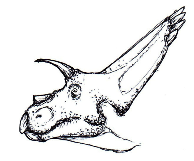Rekonstrukce vzezření hlavy arrhinoceratopse. Nápadný je jeho krátký roh v nasální oblasti (nad čenichem) a dále relativně krátké a dopředu směřující nadočnicové rohy. Kredit: Esv; Wikipedia (volné dílo).