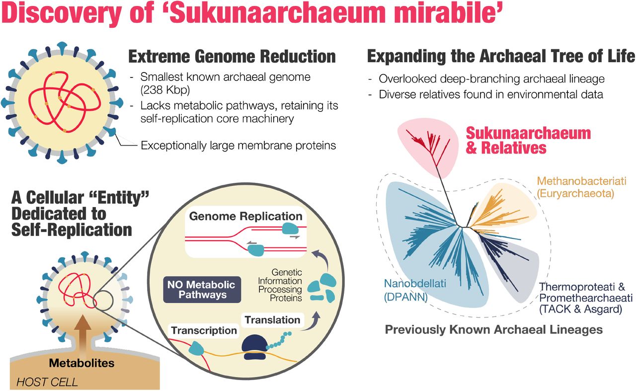 Letní zázrak sukunaarchaeum. Kredit: Harada et al. (2025), bioRxiv.