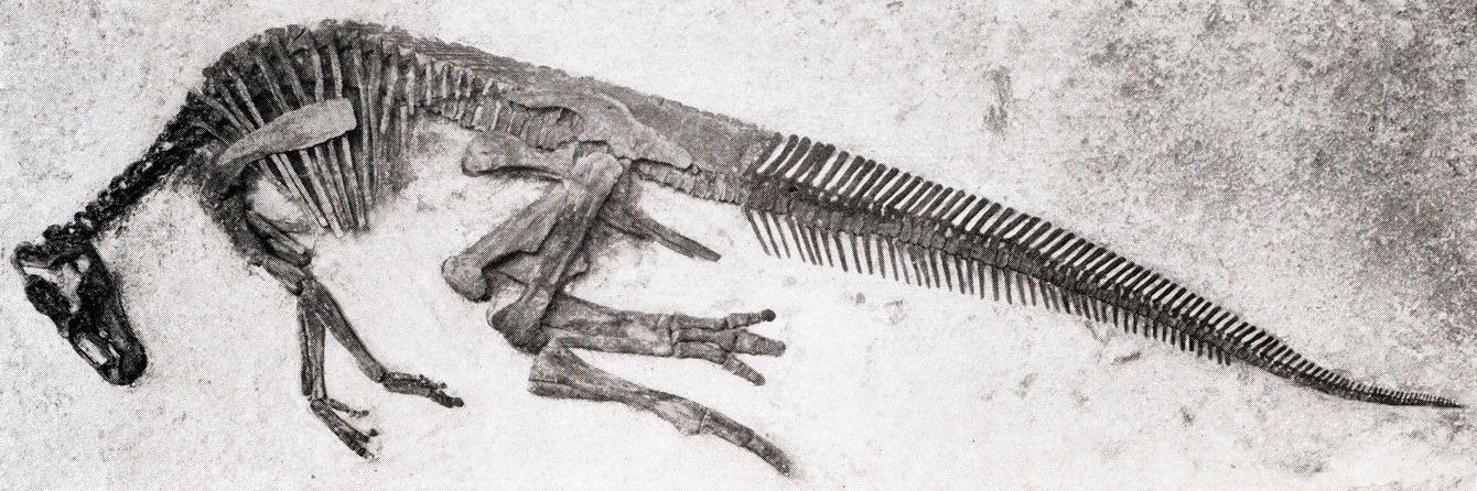 Mezi časté fosilie, přisuzované paleocénním dinosaurům, patří obratle a další části kostry kachnozobých dinosaurů rodu Edmontosaurus. Zde mladý exemplář druhu E. regalis, původně označovaný za holotyp druhu E. edmontoni. Kredit: Charles H. Sternberg;