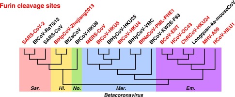 Červeně koronaviry s restrikčním místem pro furin. Kredit: Wu & Zhao (2021), Stem Cell Research.