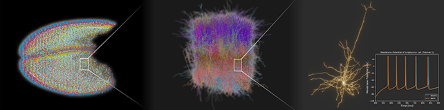 Simulace mozku do detailu. Kredit: Kuriyama et al. (2025).