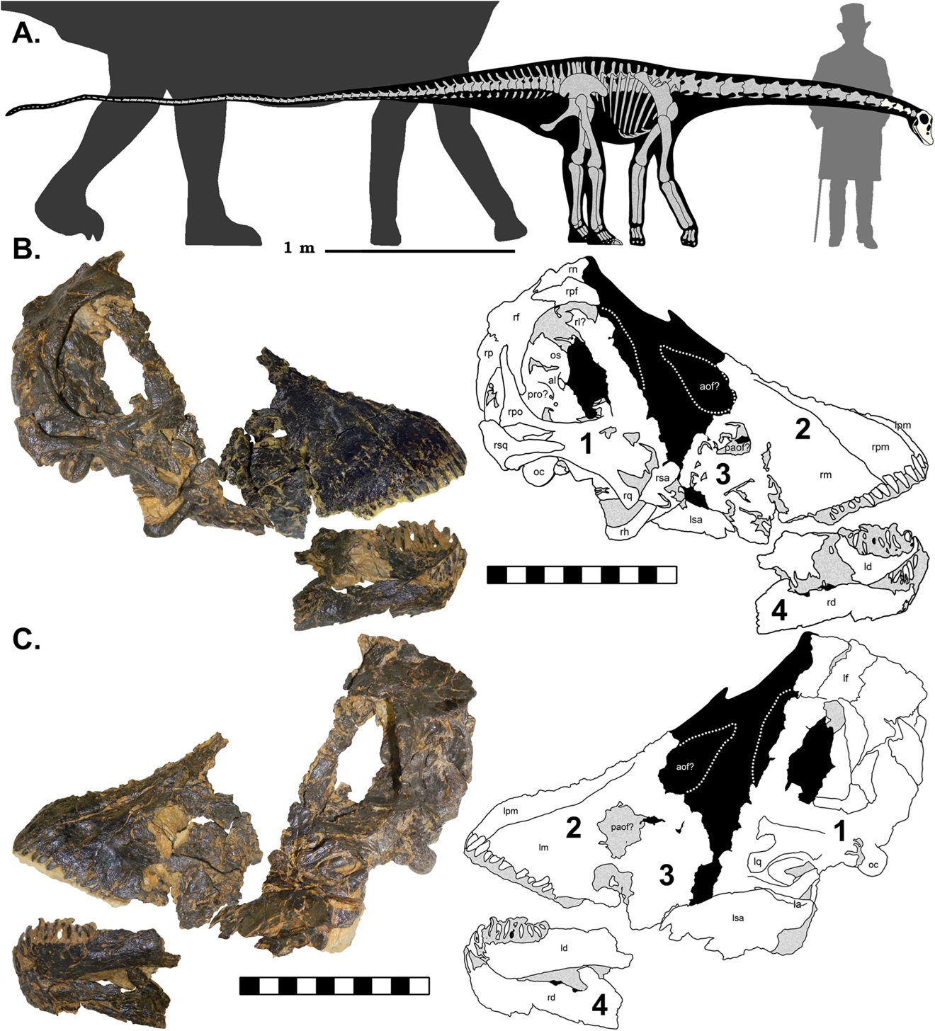 Rekonstrukce kostry a lebky mláděte diplodokidního sauropoda (exemplář CMC VP14128) v porovnání se siluetou dospělce rodu Diplodocus a postavou průmyslníka Andrewa Carnegieho (který měl výšku 1,6 metru). Jako reálná se začíná jevit možnost, že bychom
