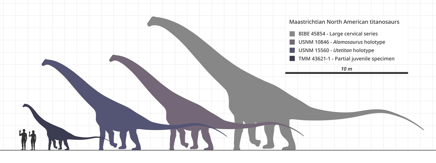 Znázornění tělesné siluety a velikosti nově popsaného titanosaurního sauropoda druhu Utetitan zellaguymondeweyae (druhý zleva) ve velikostním porovnání s větším druhem Alamosaurus sanjuanensis. Tento mírně problematický (a potenciálně pochybný) taxon