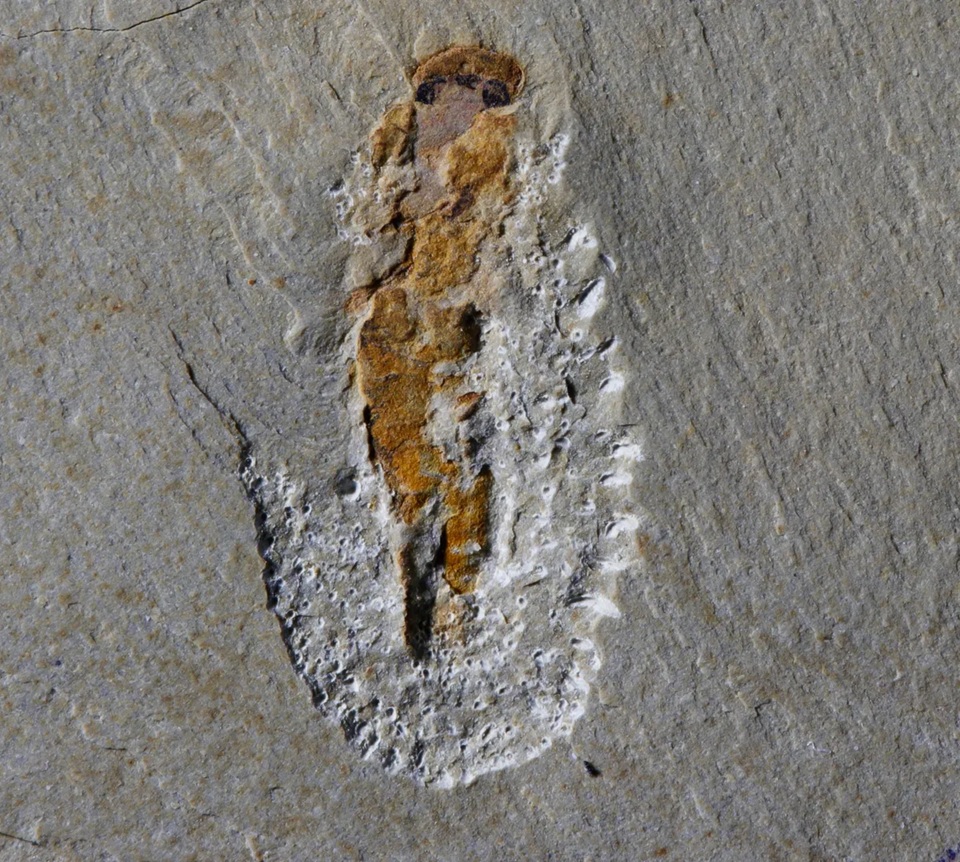 Fosilie myllokunmingiida. Vpředu 4 oči. Kredit: Xiangtong Lei & Sihang Zhang / University of Leicester.