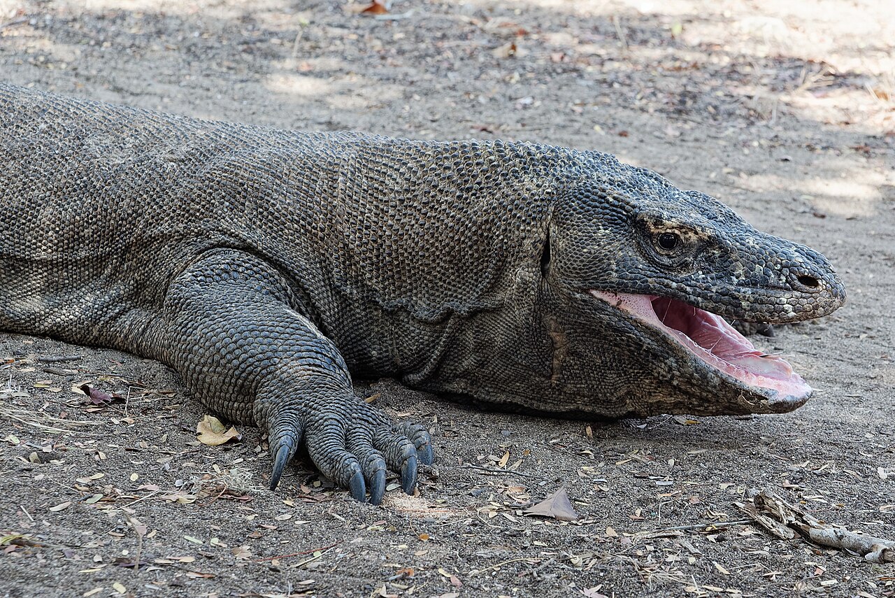 Ačkoliv se to může zdát zvláštní, i obří tyranosauři se svými dlouhými a mohutnými zuby mohli být vybaveni „tvářovými pysky“, které jejich zuby v případě zavřené tlamy zcela zakrývaly. V tomto ohledu by se pak podobali více varanům komodským (na sním