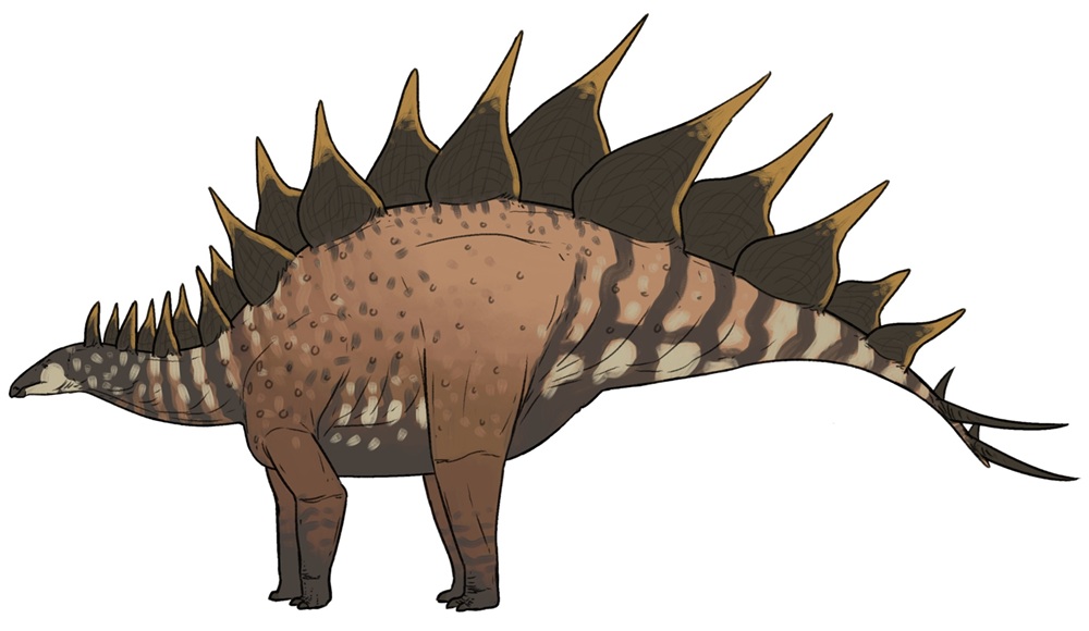 Rekonstrukce hypotetického vzezření druhu Stegosaurus ungulatus, patrně největšího známého druhu tohoto rodu. Dosud udávaly nejvyšší odhady velikosti pro tohoto dinosaura zhruba 7,5 metru délky a hmotnost kolem 5 tun. Pokud však do této spécie náleží