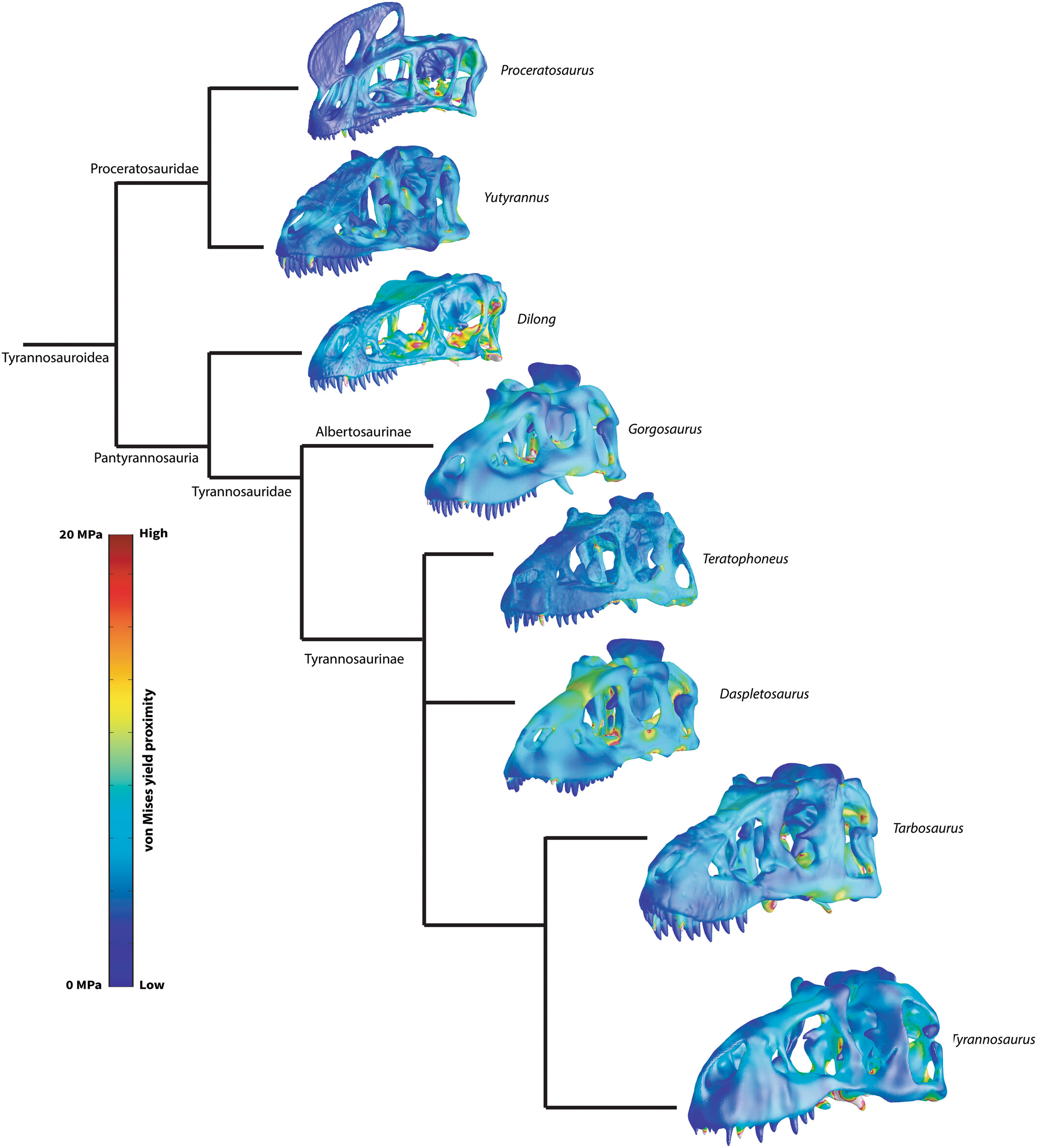 Vizuální zobrazení tlaků na různé části horní čelisti a lebky v průběhu pevného sevření („zakousnutí“). Virtuální model potvrzuje předpokládaný scénář, kdy lebka proceratosaura (zcela nahoře) nedokáže vyvinout ani ustát silné tlaky, nutné například k