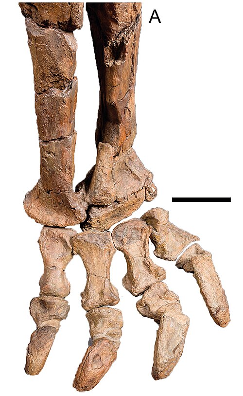 Rekonstruovaná kostra distální části zadní končetiny sauropoda druhu Rhoetosaurus brownei. Anatomické znaky na jeho fosilních kostech ukazují, že se jednalo o vývojově primitivního zástupce kladu Gravisauria. Znázorněné měřítko odpovídá délce 20 cm. 