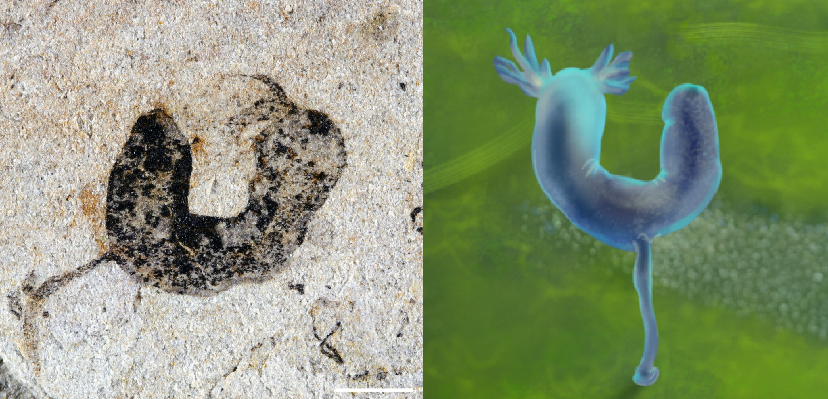 Nějaký kambroernid, bazální Ambulacraria? Kredit: Gaorong Li & Xiaodong Wang.