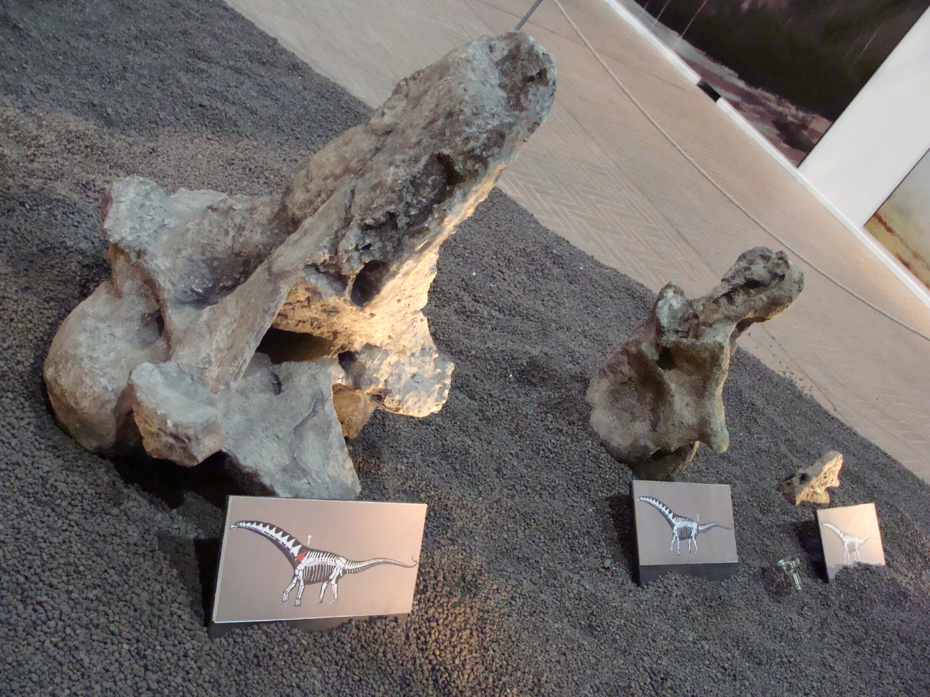 V současnosti považují paleontologové futaloňkosaura za středně velkého až velkého titanosaurního sauropoda. I když vážil možná jen polovinu toho, co jeho rekordní příbuzný Argentinosaurus huinculensis, přesto musel být pohled na takovouto „kráčející