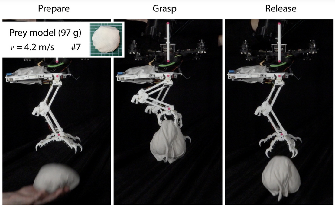 Díky samosvěracímu mechanizmu je SNAG schopen za letu chytat a pouštět předměty. Kredit: W. R. T. RODERICK, et al, Stanford, Science Robotics, další obrázky zde. DOI: 10.1126/scirobotics.abj7562