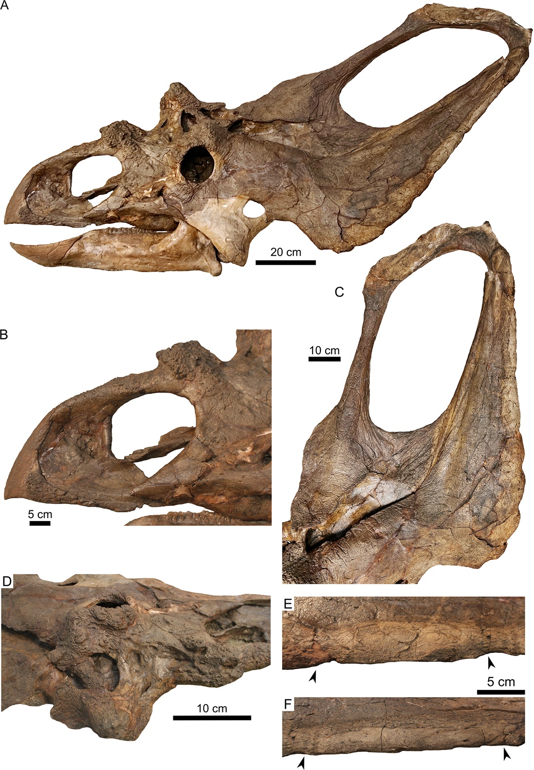 Typovým exemplářem (CMNFV 8800) je tato nekompletně dochovaná lebka, objevená v sedimentech geologického souvrství Dinosaur Park a dlouhou dobu považovaná za exemplář náležející do rodu Chasmosaurus. Kredit: Holmes et al. (2026); Wikimedia Commons (C
