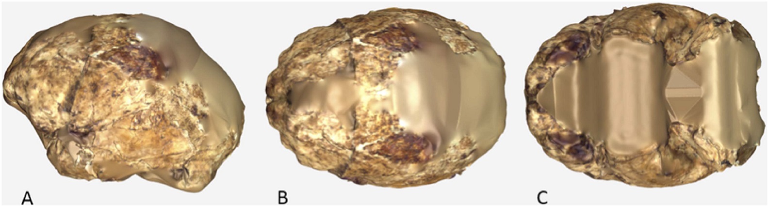 Rekonstrukce endokrania (vnitĹ™nĂ­ho prostoru mozkovny), vytvoĹ™enĂˇ na zĂˇkladÄ› obou nĂˇlezĹŻ lebky (podle Berger et al., DOI: 10.7554/eLife.09560.024)