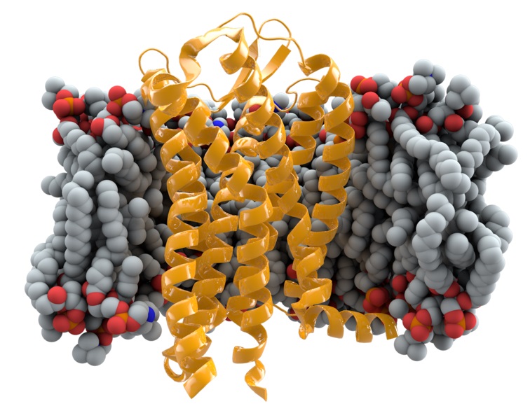 Receptor CCR5 (žlutě) v buněčné membráně. Kredit: Thomas Splettstoesser.