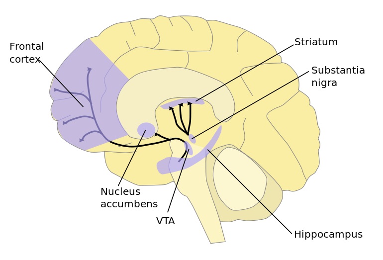 Oblasti mozku, kde výrazně působí dopamin. Kredit: NIDA, Quasihuman.