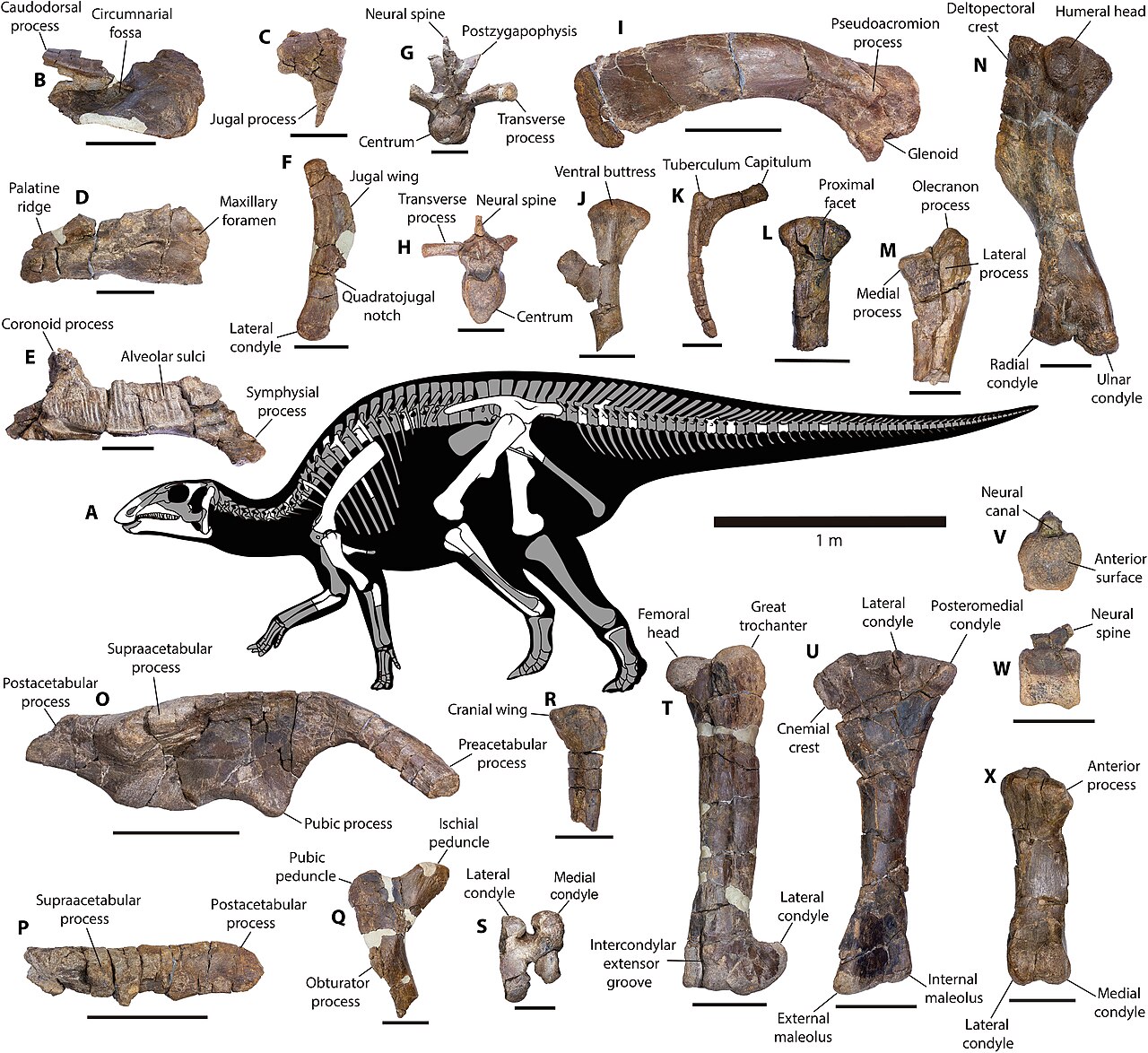Schéma objevených fosilních kostí a přibližné podoby vývojově primitivního hadrosauromorfa z jihoamerického Chile. Gonkoken nanoi je nejjižněji se vyskytujícím známým zástupcem své skupiny, žijícím v době před asi 71 miliony let. Kredit: Jhonatan Ala