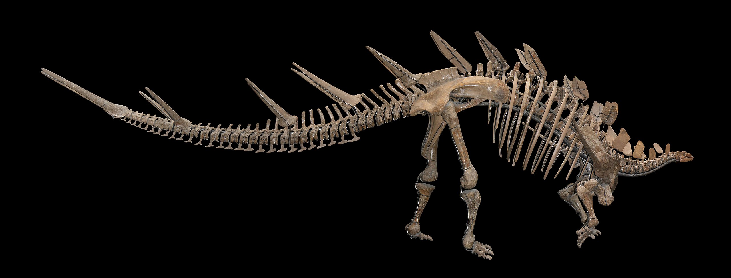 Stegosauři, mezi které patří i tento kosterní exemplář východoafrického druhu Kentrosaurus aethiopicus, měli pomalý metabolismus a mohli být ektotermní podobně jako dnešní plazi. Není ale jisté, do jaké míry byli tito i všichni ostatní ptakopánví din