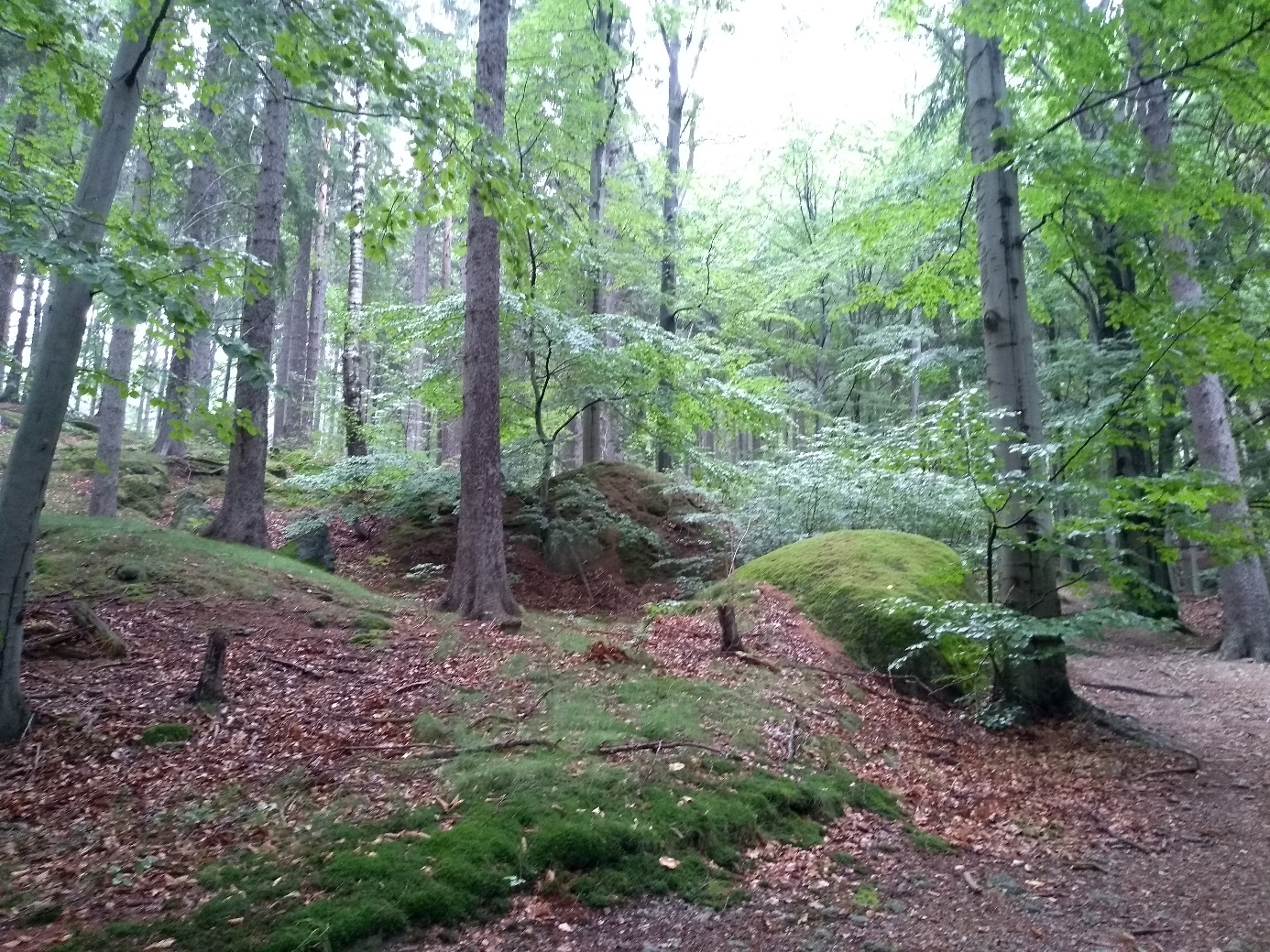 Les v Jizerských horách (foto Vladimír Wagner).