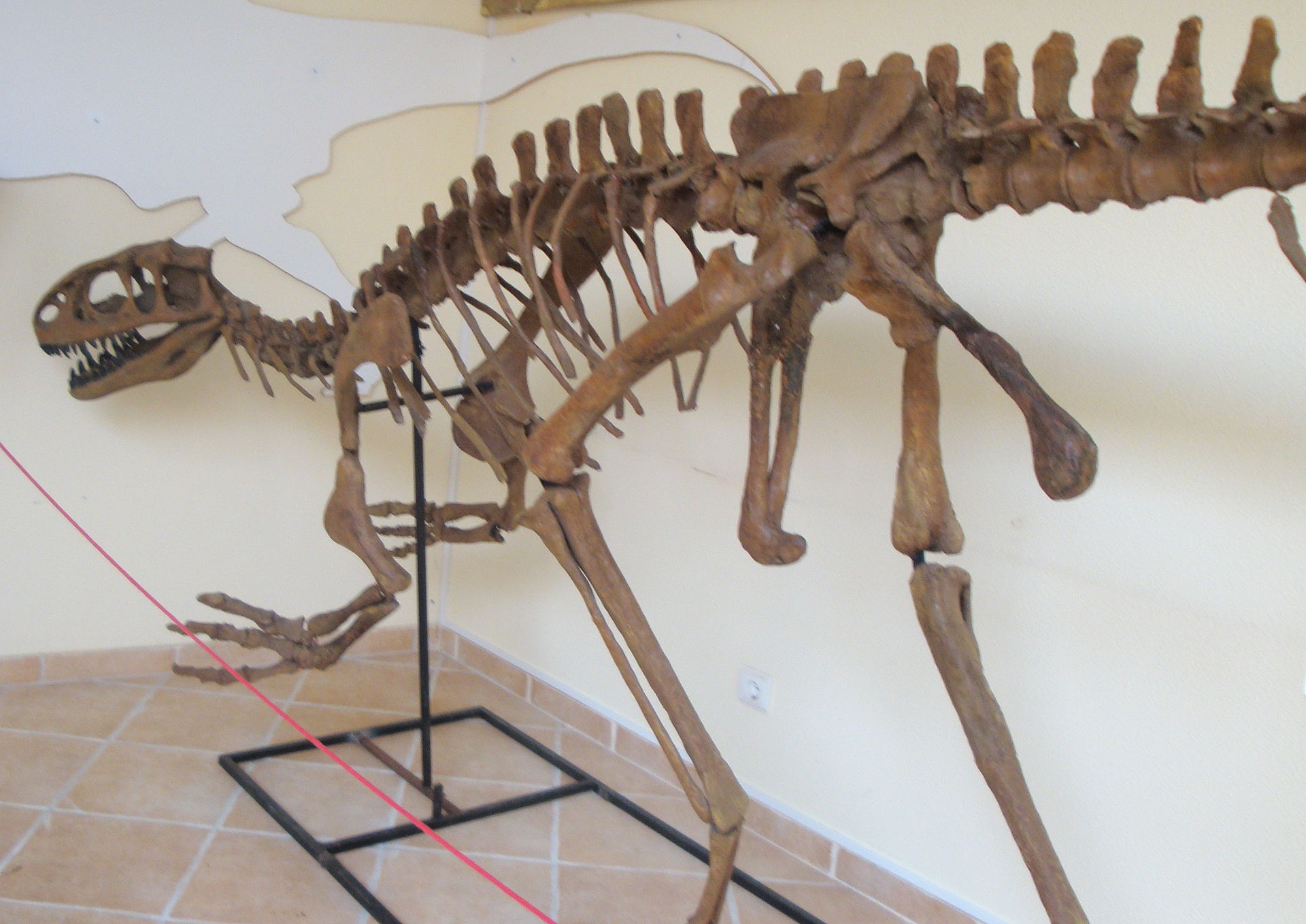 Rekonstruovaný kosterní exemplář lourinhanosaura v expozici instituce Museu da Lourinh?. Typový exemplář byl pouze nedospělým a plně nedorostlým jedincem dosahujícím délky necelých pěti metrů a hmotnosti přibližně do dvou stovek kilogramů. Kredit: Ca