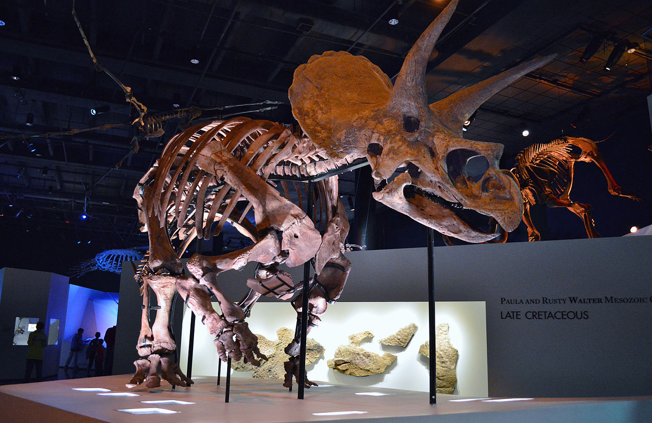 ExemplĂˇĹ™ â€žLaneâ€ś, kterĂ˝ po sobÄ› zanechal i otisky kĹŻĹľe z pomÄ›rnÄ› velkĂ© ÄŤĂˇsti povrchu svĂ©ho tÄ›la. Kostra je umĂ­stÄ›na v expozici Houston Museum of Natural Science. Kredit: Agsftw, Wikipedie (CC BY-SA 3.0)