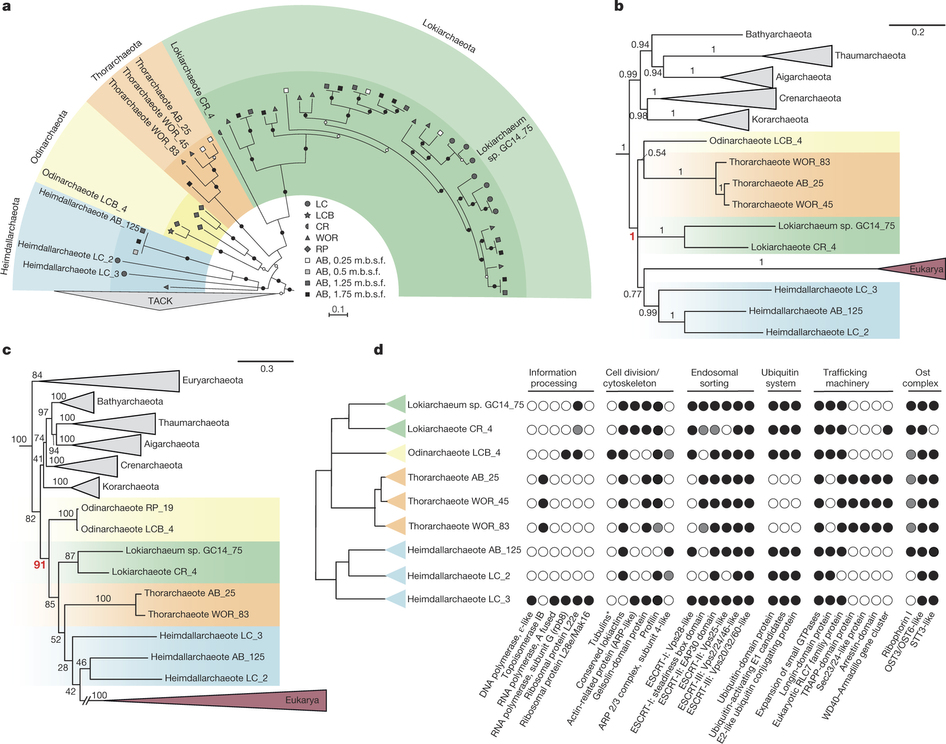 Ásgard. Kredit: Zaremba-Niedzwiedzka et al. (2017), Nature.