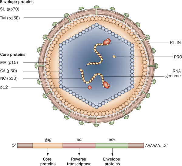 Struktura lidskĂ©ho retroviru XMRV. Kredit: Silverman et al. (2010), Nature Reviews Urology.